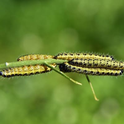 Organisationsentwicklung in der Sozialwirtschaft, Rückenwind, Raupe