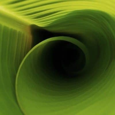 Resilienz stärken, Beispiele, grüne Blatt Rolle