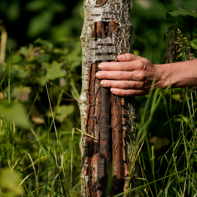 Betriebliche Gesundheitsförderung, Gesundheitsmanagement, Hand an Baum