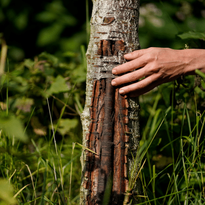 Gesund Arbeiten, Förderung der Resilienz, Hand an Baum der eine Wunde hat